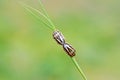 Two Pentatomidae shield bug or stink bug mating , Hemiptera insect Royalty Free Stock Photo