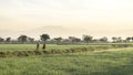 Two people as farmer walking in the middle of very vast, broad, extensive, spacious rice field Royalty Free Stock Photo