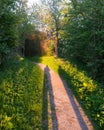 Two People Casting Long Shadows on a Danish Forest Trail