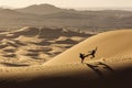 Two people doing karate on dunes in Desert Sahara with beautiful lines and colors at sunrise. Merzouga, Morocco