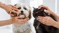 Two people holding a dog and cat in their hands, AI Royalty Free Stock Photo