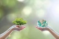 Two people human hands holding/ saving growing big tree on soil eco bio globe in clean CSR ESG natural sunlight background Royalty Free Stock Photo