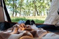 Two people lie in a tourist tent, inside view. Feet under the covers in tent. Tourist camp