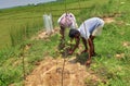 Two people plant a tree together outdoors and protect it with net