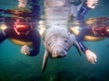 Two people snorkeling and swimming close to a baby manatee in Crystal River, Florida. Royalty Free Stock Photo