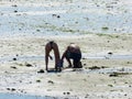 Two people with their backs to it picking up clams Royalty Free Stock Photo