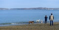 Dogs Playing and People Watching the Bay at Portland Maine`s East End Beach in January