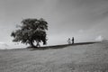 two people walking towards tree