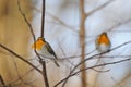 Two perching Robins in winter