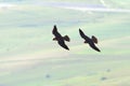 Two peregrine falcons flying together