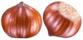 Two perfect ripe hazelnuts or filberts. Clipping path. Royalty Free Stock Photo