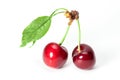 Two perfect sweet cherries with cherry leaf isolated on a white background Royalty Free Stock Photo