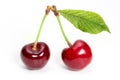 Two perfect sweet cherries with cherry leaf isolated on a white background Royalty Free Stock Photo