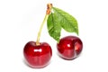 Two perfect sweet cherries with cherry leaf isolated on a white background Royalty Free Stock Photo