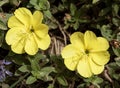 Two Perfect Yellow Primose Flowers Surrounded by Leaves