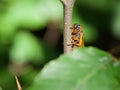 Periodical Brood X Cicada on a Tree Branch, Close Up Royalty Free Stock Photo