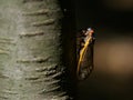 Periodical Brood X Cicada on a Tree Branch, Close Up Royalty Free Stock Photo