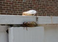 Two Periodical Cicadas- part of Brood X- rest on a fence