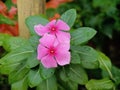 Two periwinkle flower Royalty Free Stock Photo