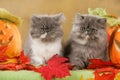 Two persian cats in autumn decoration Royalty Free Stock Photo