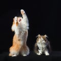 Two persian cats of different coloring Royalty Free Stock Photo