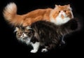 Two persian cats of different coloring Royalty Free Stock Photo