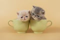 Two Persian and exotic kittens are sitting in large green cups on a beige background