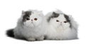 Two Persians (4 monhs old) Royalty Free Stock Photo