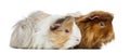 Two Peruvian Guinea Pigs, isolated Royalty Free Stock Photo