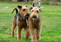 Two pet Airedale Terrier dogs playing outdoors with a ball on green grass