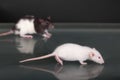 Two pet baby rats on a glass table Royalty Free Stock Photo