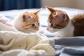 two pet cats sniffing at a baby blanket