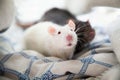 Two pet rats Royalty Free Stock Photo