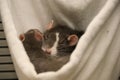 Two Pet Rats Sleeping Together