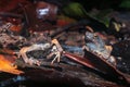 Two Peter`s dwarf frog, Engystomops petersi, a dark brown frog or toad with orange dots and a white belly looking angry at the