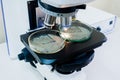 Petri dishes under the microscope