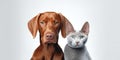 Two pets. Hungarian vizsla dog and red kitty on white background. Banner design