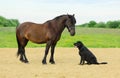 Two pets are in outdoors. One horse and one dog are standing in the rural Royalty Free Stock Photo