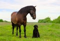 Two pets are in outdoors. One horse and one dog are standing in the countryside Royalty Free Stock Photo