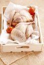 Two pheasants bird, plucked and stuffed in wooden box Royalty Free Stock Photo