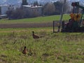 Two pheasants at a natural area near oil pump station. Tansport and distribution of oil. Technology of oil transportation system. Royalty Free Stock Photo