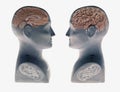 Two Phrenology heads showing human brain facing each other on white background