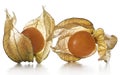 Physalis, fruits with papery husk