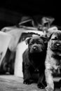 Two pictures of black and white puppies growing up with each other