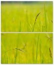 Two pictures grass flower background.Green and yellow leaves and field.Fresh and relax.Decorate bedroom or indoor interior at home Royalty Free Stock Photo