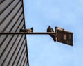 Two pidgeons on a lamp Royalty Free Stock Photo