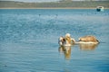 Two piece of pelicans swimming on the lake of Uluabat Royalty Free Stock Photo