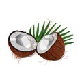 Two pieces of coconut with palm leaf. Royalty Free Stock Photo