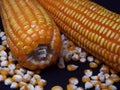 two pieces of corn and their scattered grains