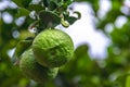 Two pieces fresh and natural green limes fruit hanging on the tree with blurry and bokeh background on the scenic beautiful garden Royalty Free Stock Photo